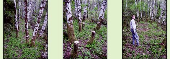 Clearing alder trees on a road