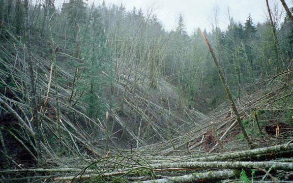 Alders felled by the ice storm