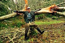 A split alder tree