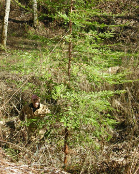 Coast Redwood