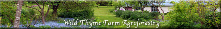 Wild Thyme Farm Agroforestry